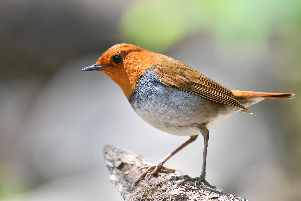 붉은가슴울새나보다더예쁜새 나와봐2.jpg