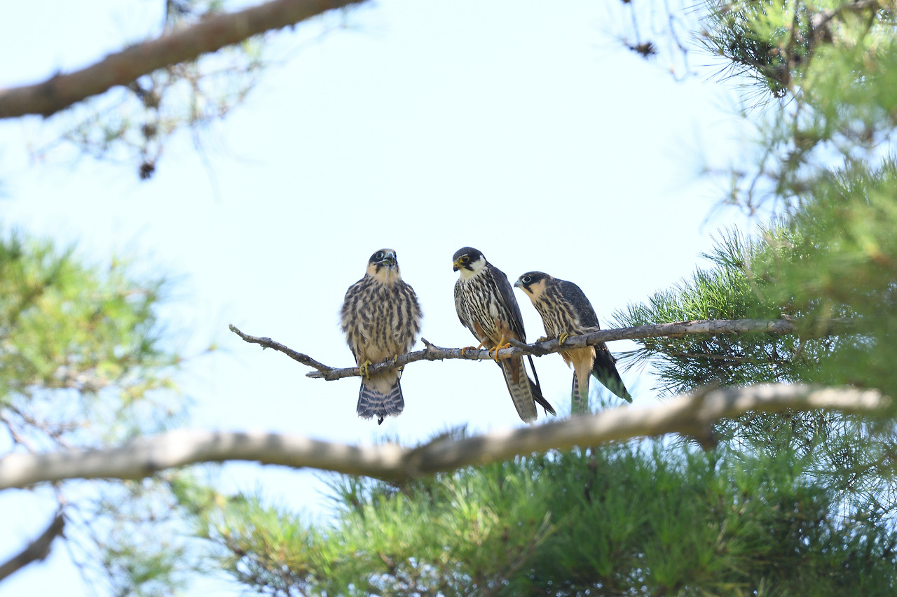 새홀리기3 새끼.jpg