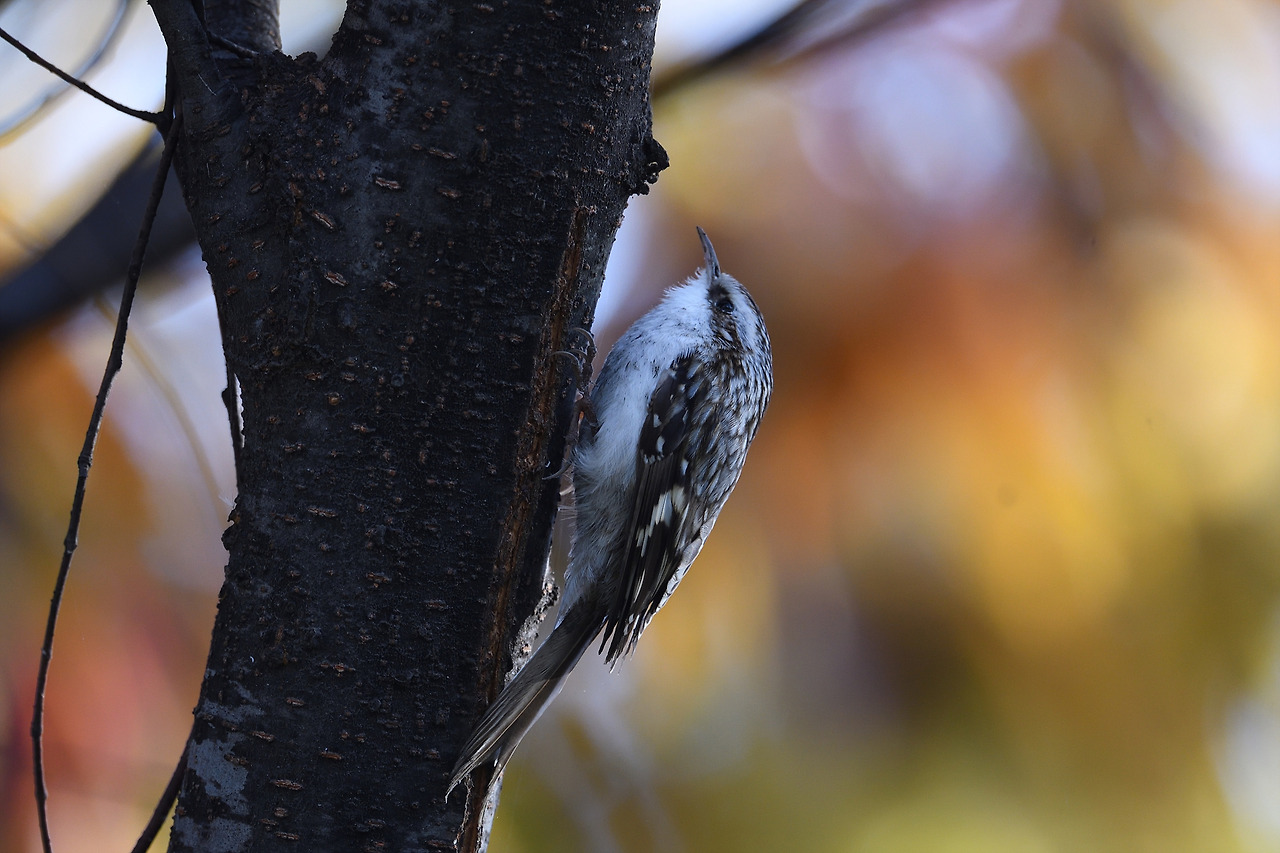 나무발바리 송도2.jpg
