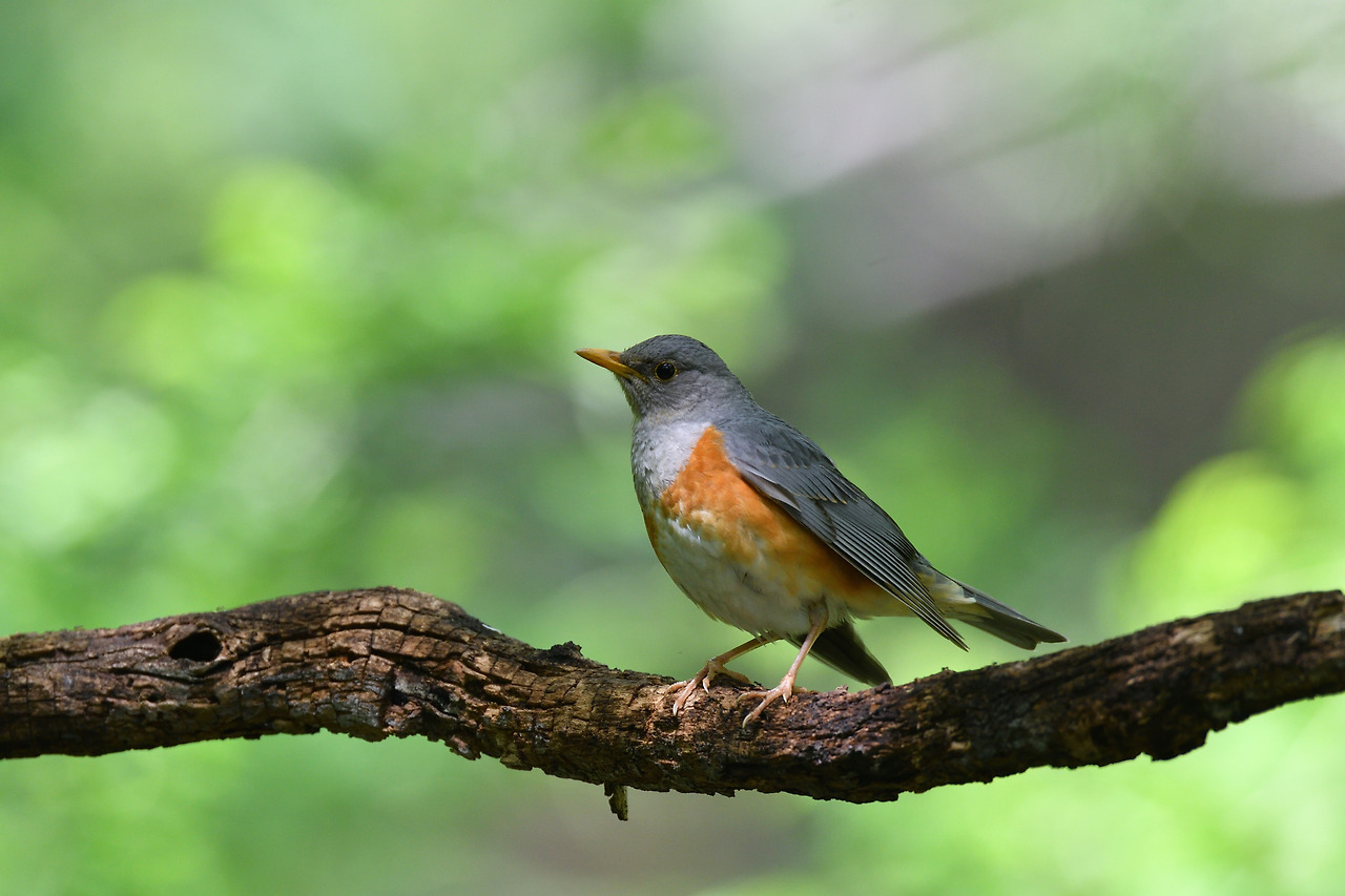 되지빠귀 수컷 수리산.jpg