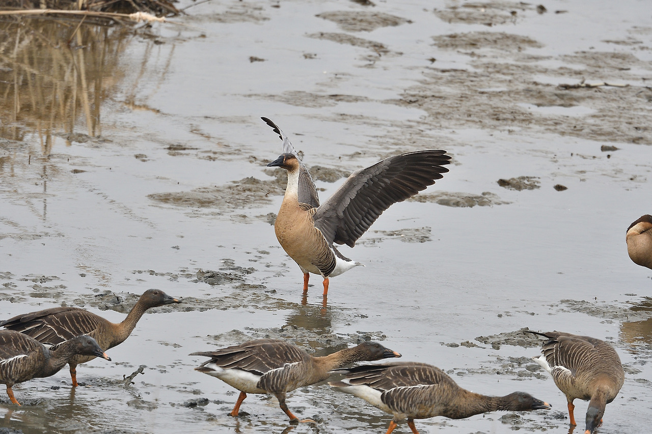 개리 승2(고개 숙인 큰기러기).jpg