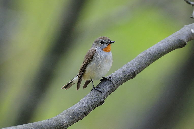 흰꼬리딱새 수컷.jpg