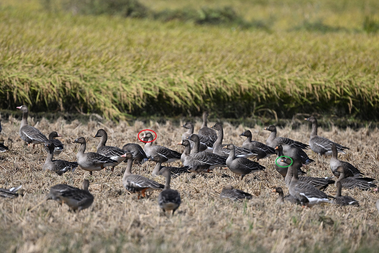 큰기러기, 쇠기러기.jpg