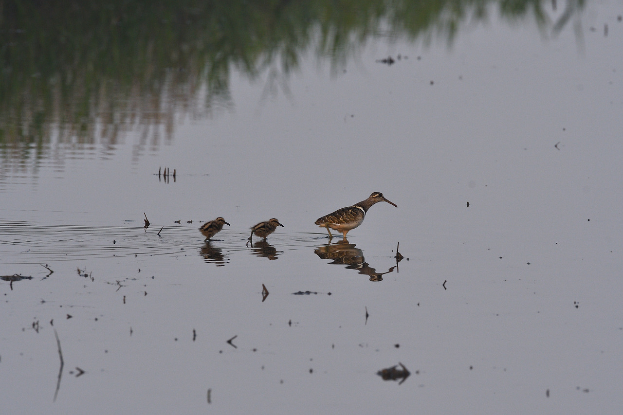 20170606 경기화성4.jpg