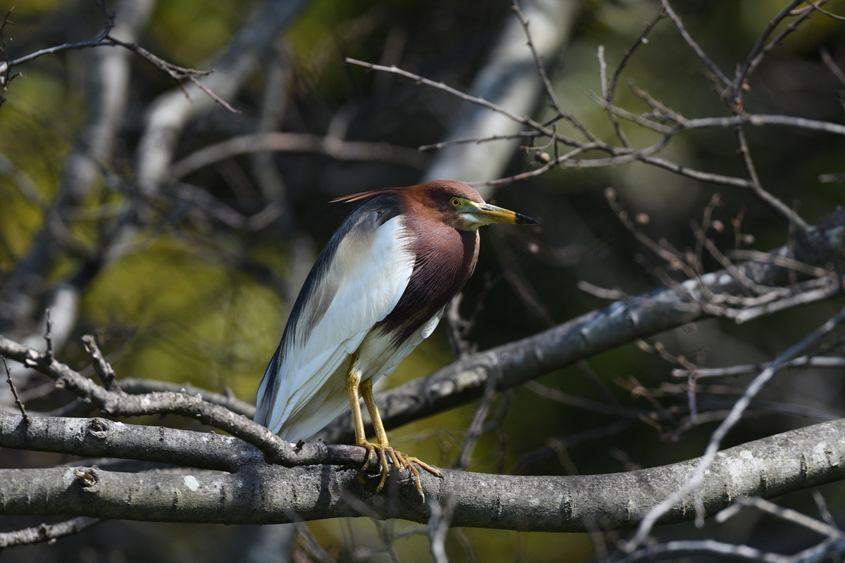 흰날개해오라기 외연도.jpg