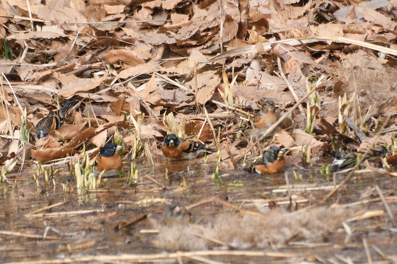 되새들의 집단목욕.jpg