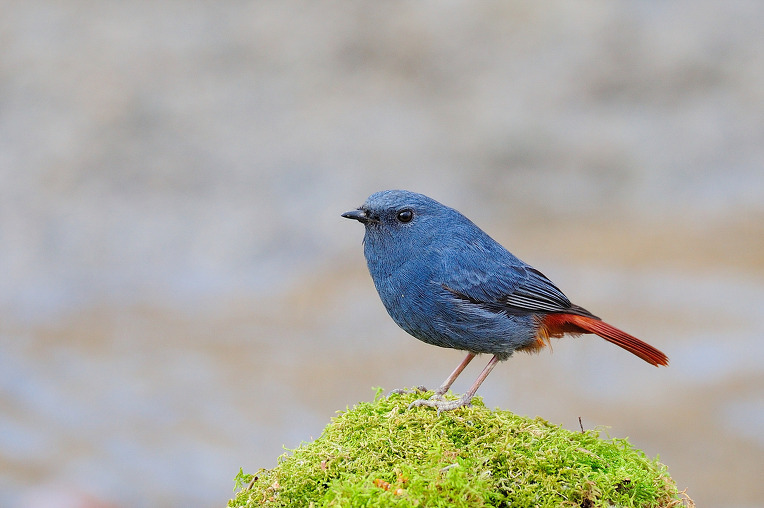 부채꼬리바위딱새2 강서.jpg
