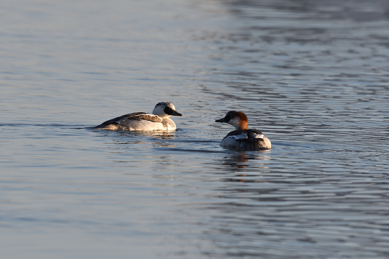 흰비오리 암수.jpg