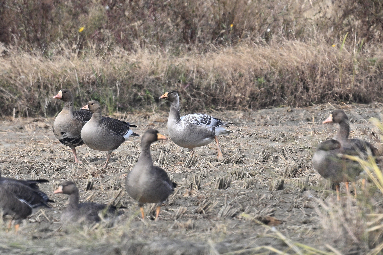 루시즘 기러기.jpg
