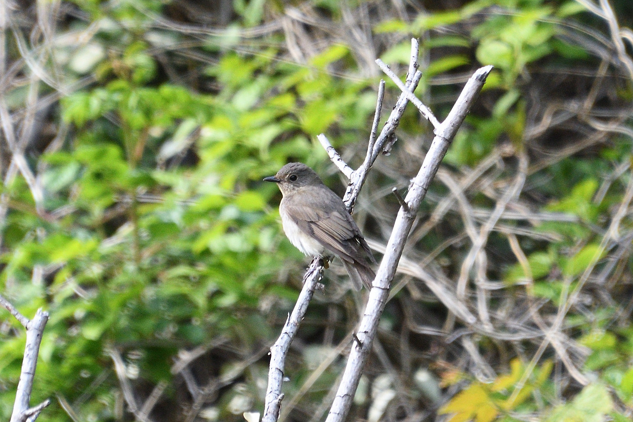 큰유리새 암컷DSC_6631.jpg