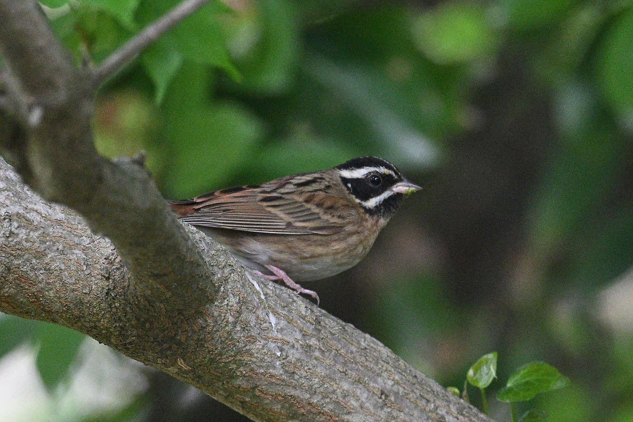 12일 흰배멧새DSC_1237.jpg