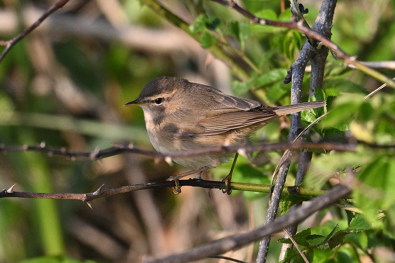 19. 솔새사촌2.jpg