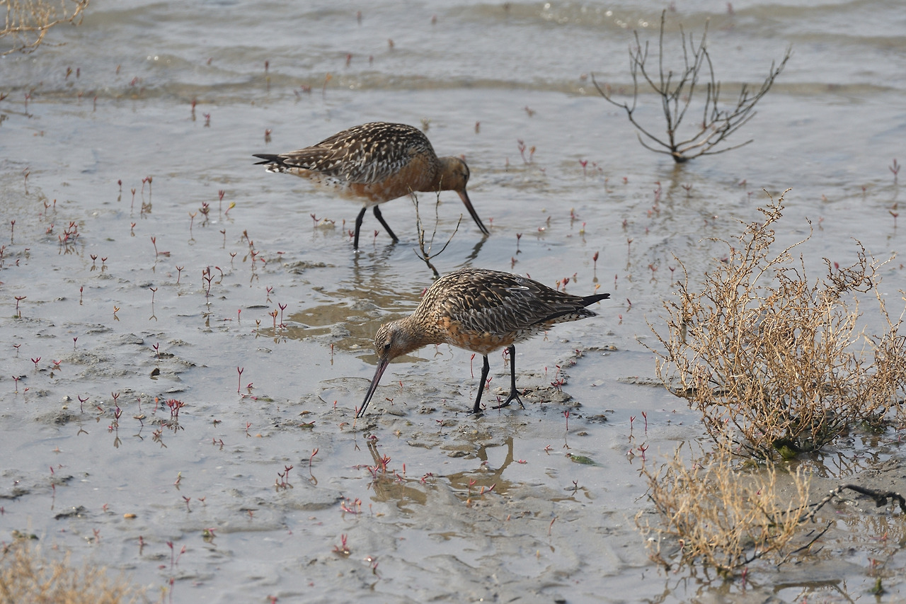 DSC_5257_00003 큰뒷부리도요 2.jpg