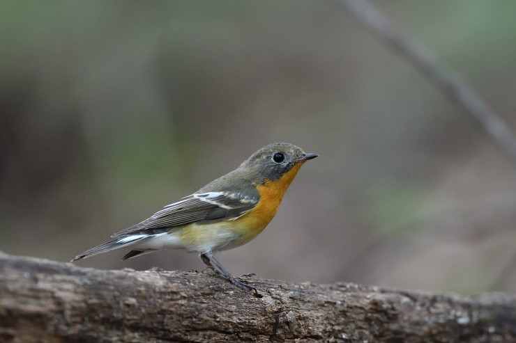 노랑딱새 암컷.jpg