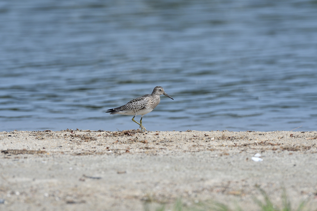 KakaoTalk_20220630_163235315 붉은어깨도요.jpg