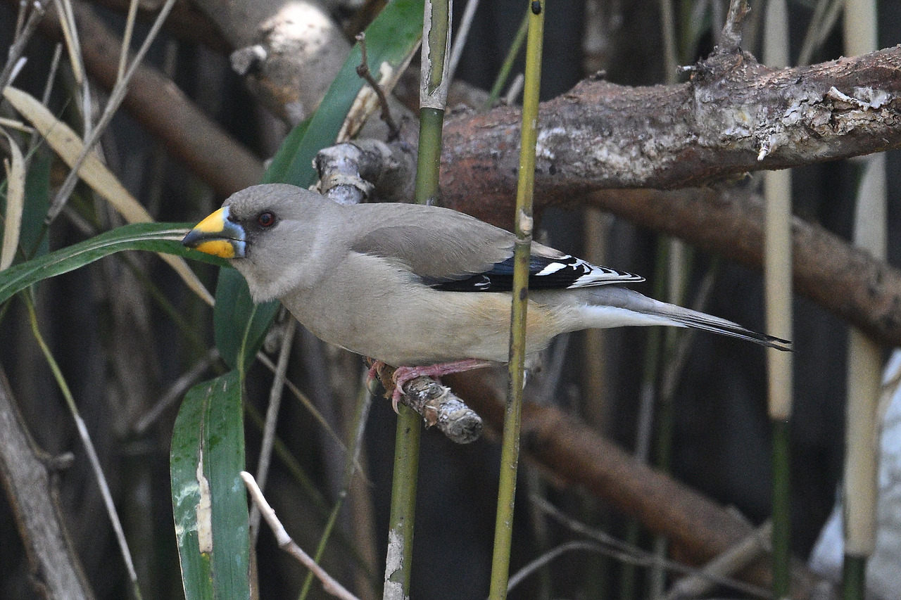 13. 밀화부리 암DSC_2455.jpg
