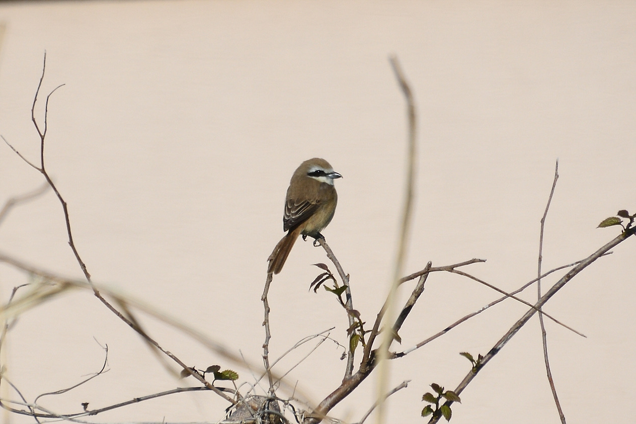 12. 노랑때까치 암컷.jpg