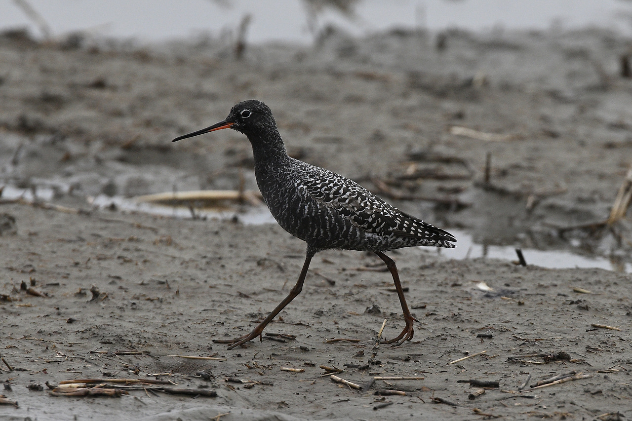 DSC_1551 학도요 화성.jpg