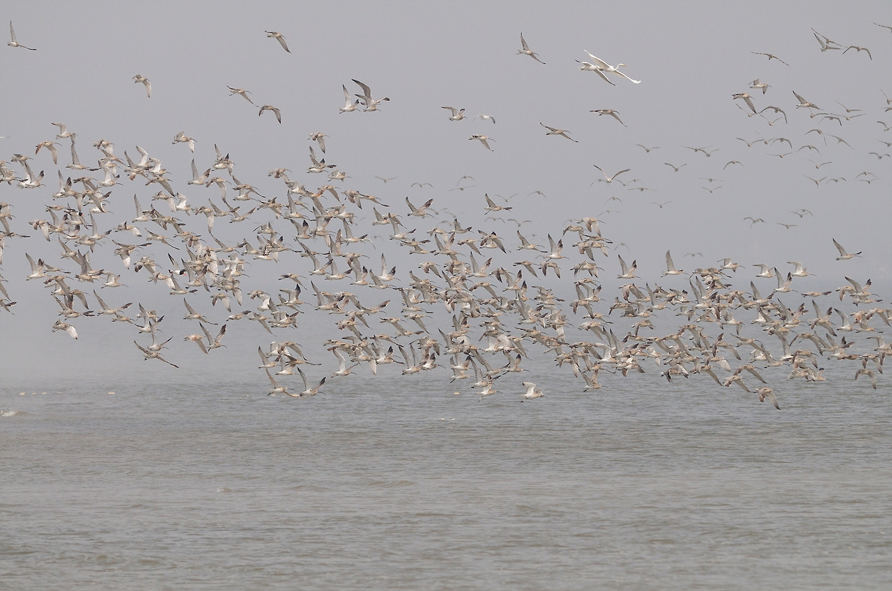 KakaoTalk_20220630_162926057 마도요2.jpg