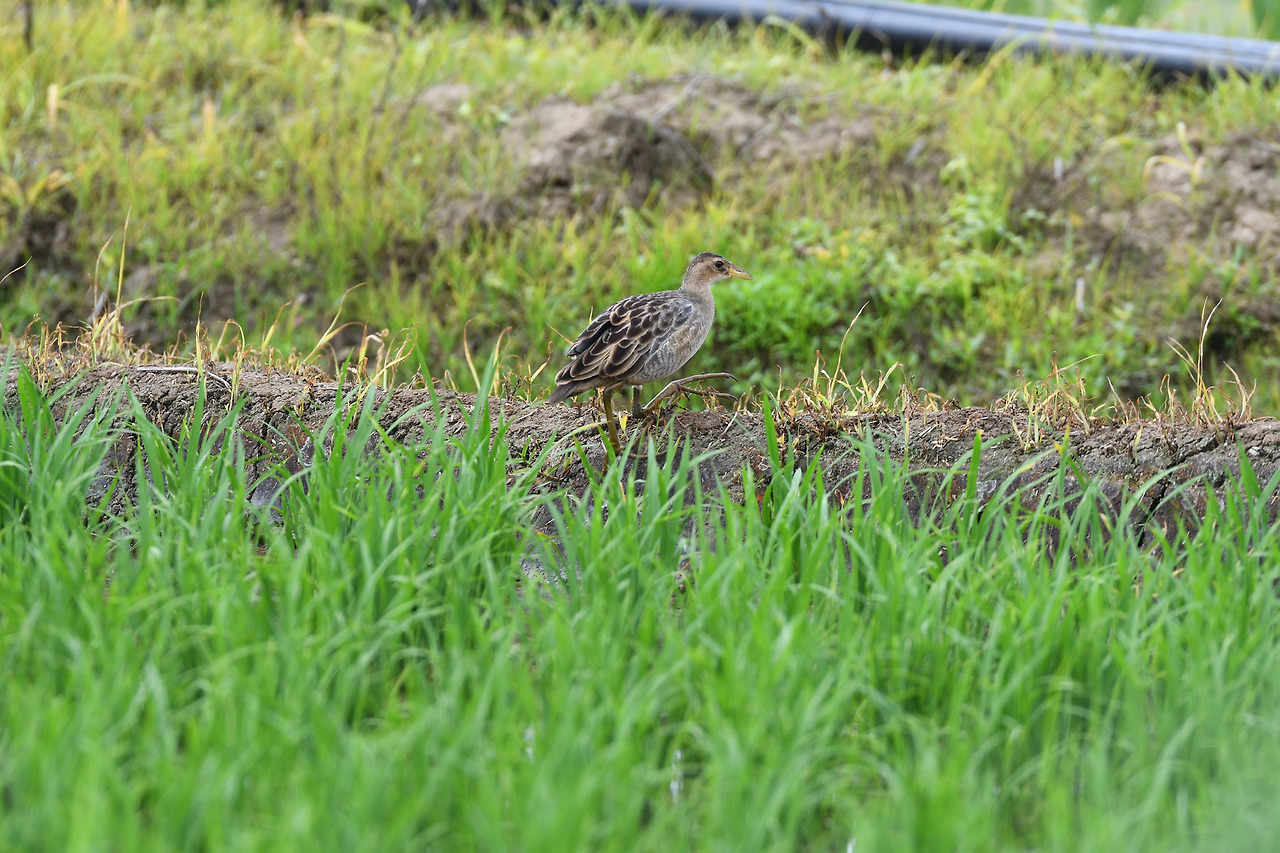 뜸부기 암컷.jpg