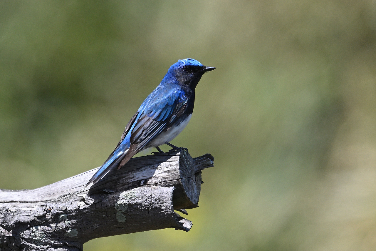 4. 큰유리새DSC_1393.jpg