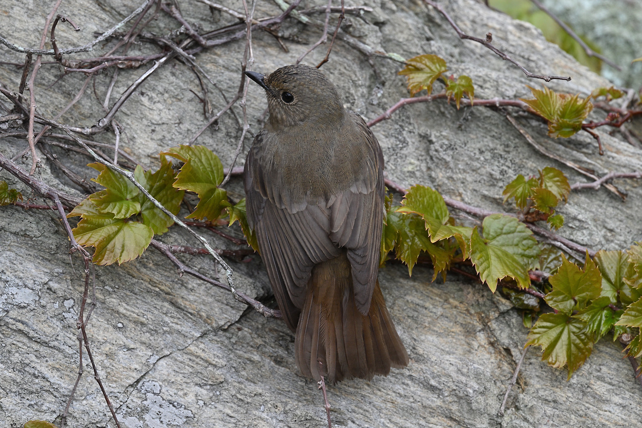 큰유리새 암컷.jpg