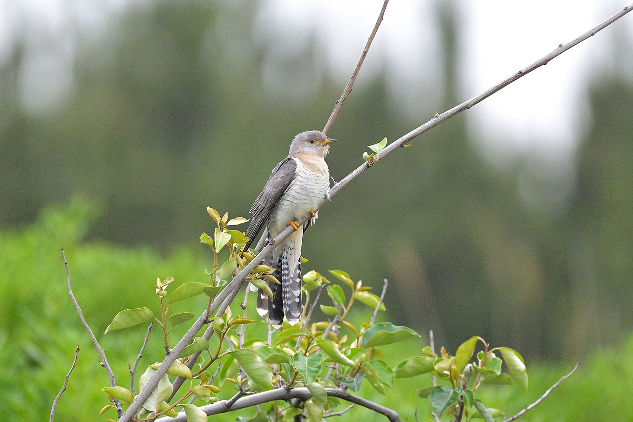 DSC_9704 - 복사본.jpg