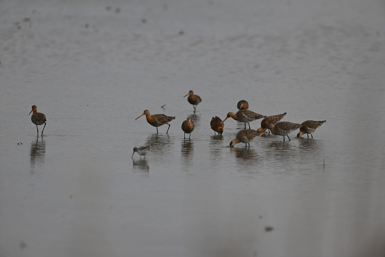 DSC_5716 흑꼬리 2022 화성.jpg