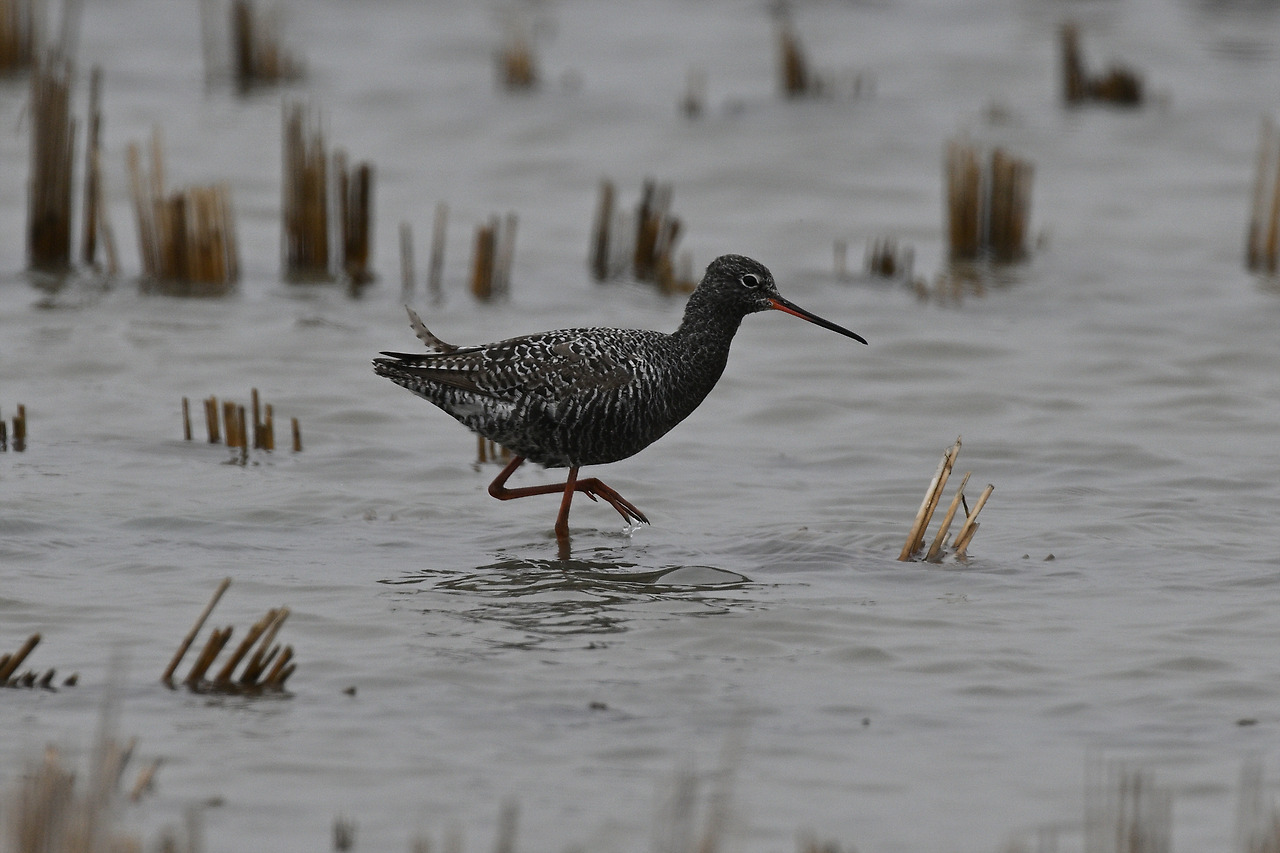 DSC_9215 학도요 2.jpg