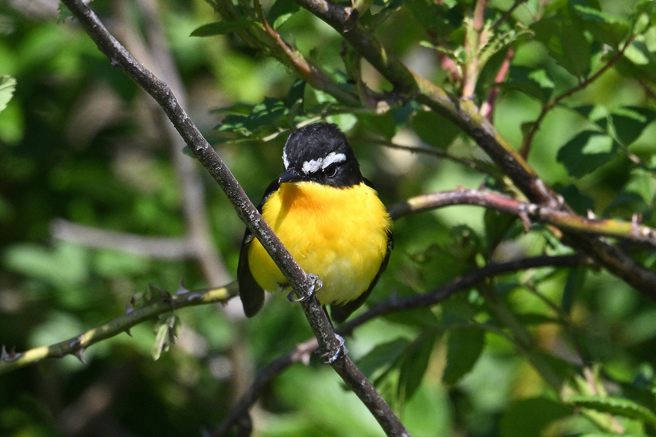 10. 흰눈썹황금새 수컷.jpg
