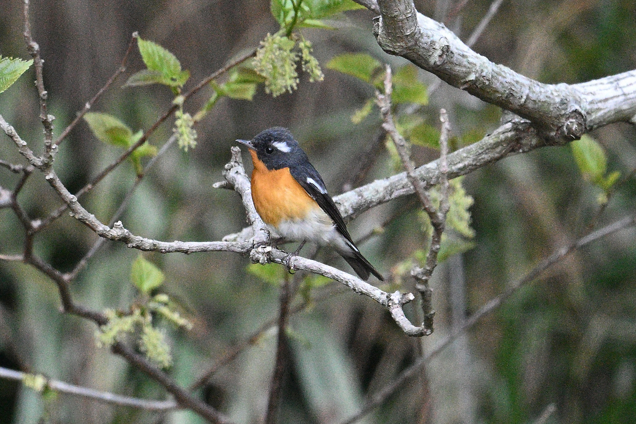 22. 노랑딱새 수컷.jpg