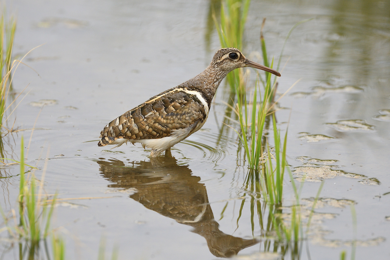 20170606 경기화성2.jpg