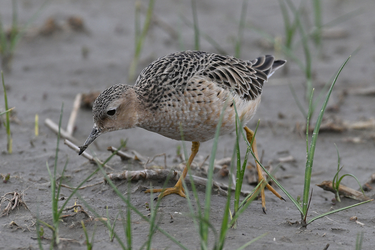 DSC_8333 누른도요 2.jpg