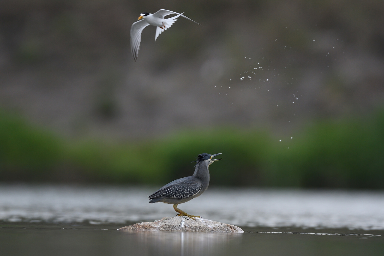 쇠제비갈매기 검은댕기해오라기.jpg