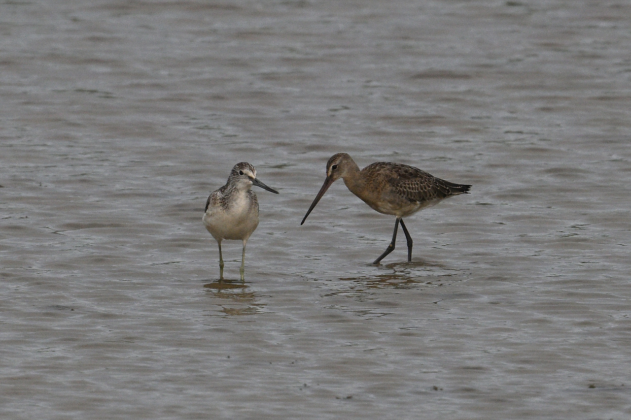 청다리 흑꼬리.jpg