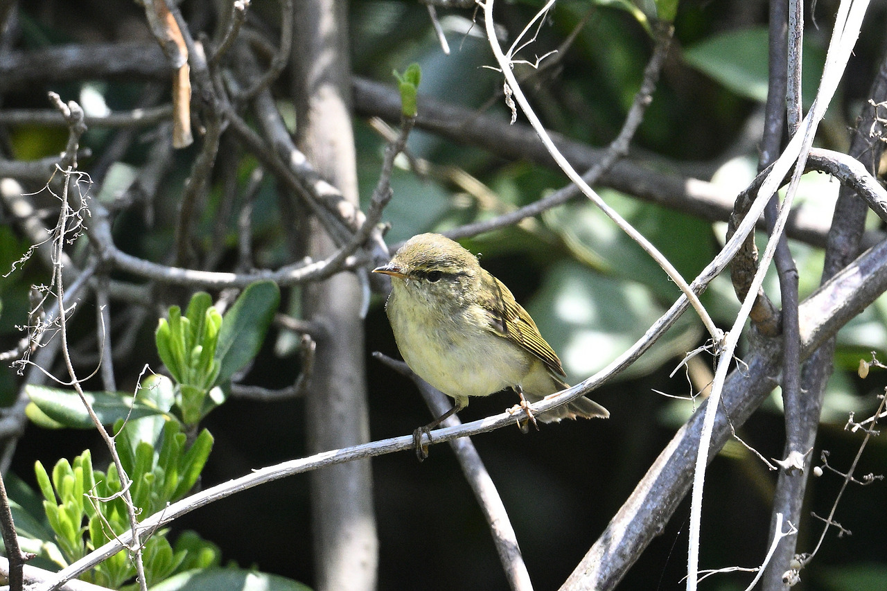 12일 노랑배솔새사촌DSC_2293.jpg