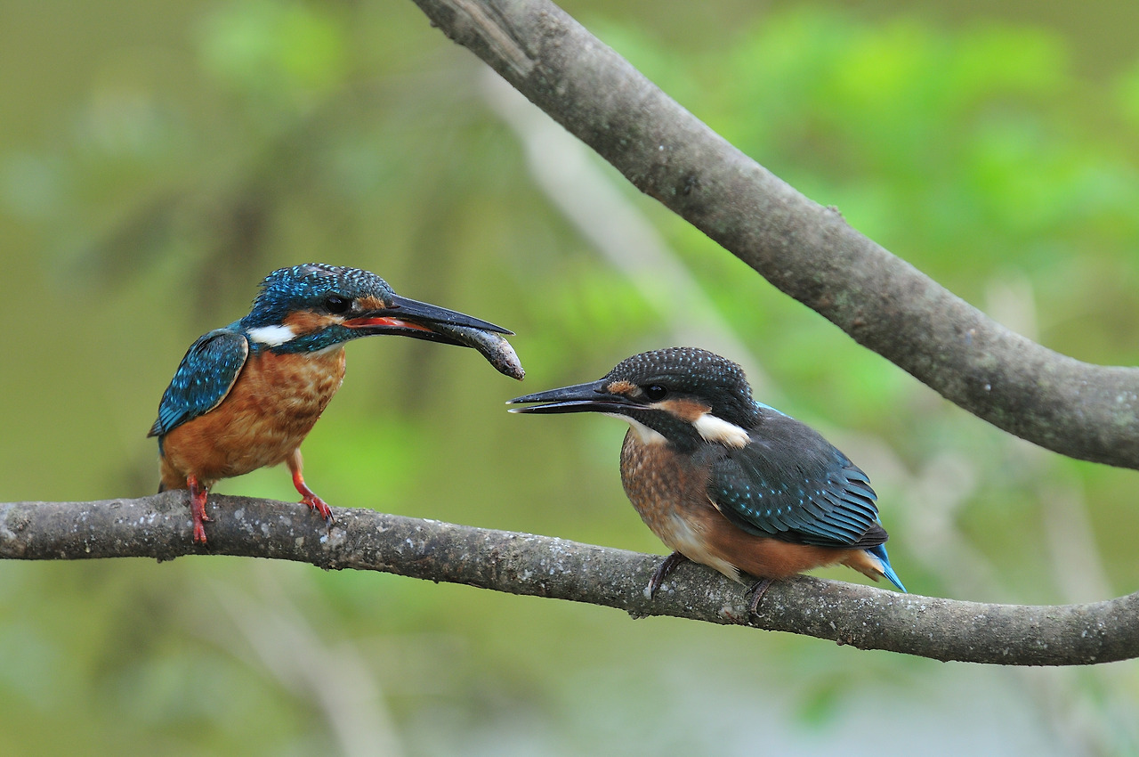 20090829 경기파주2.jpg