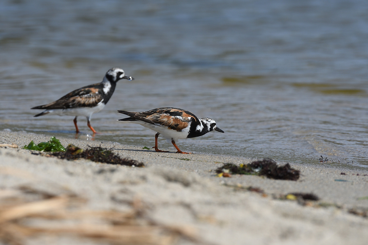 KakaoTalk_20220630_194831271 꼬까도요 2021 강릉 남대천.jpg