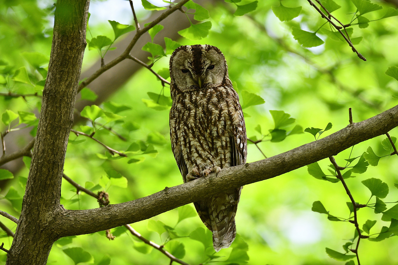 올빼미 남이섬.jpg