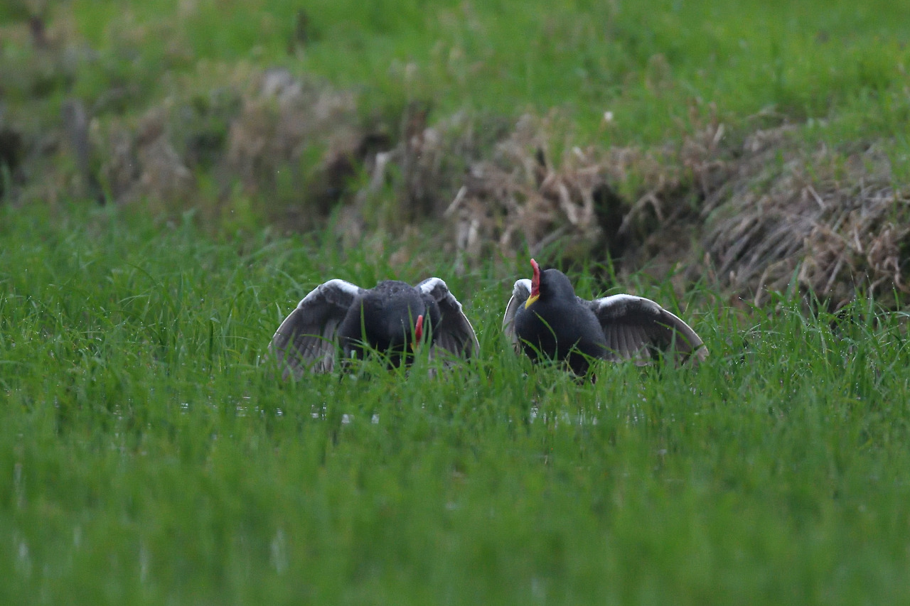뜸부기 수컷끼리의 싸움.jpg