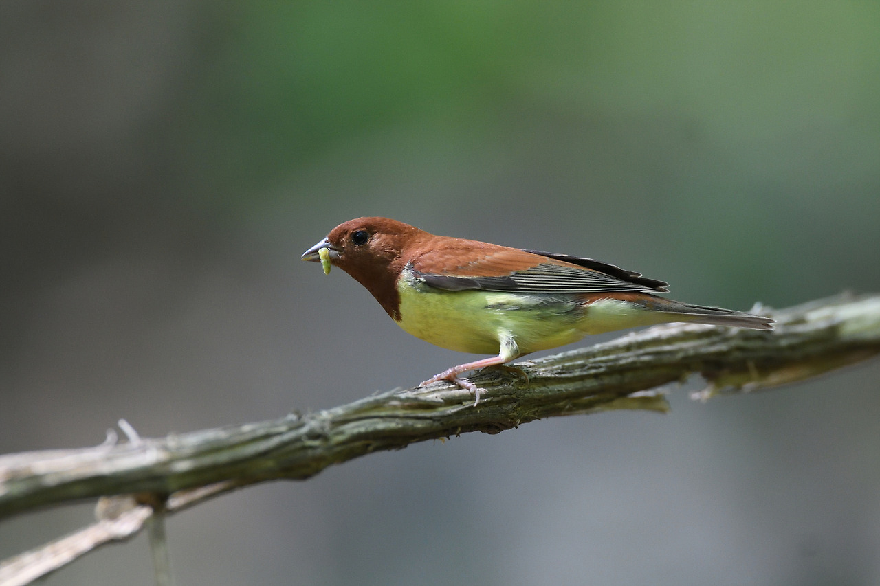 꼬까참새 수리산.jpg