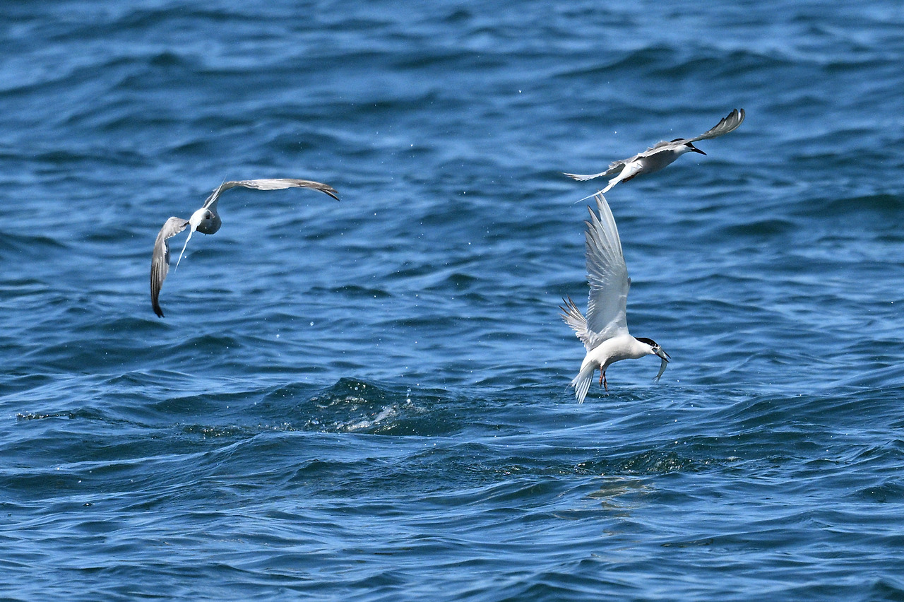 멸치를 잡은 제비갈매기.jpg