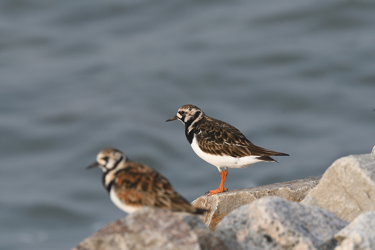 KakaoTalk_20220630_194832408 꼬까도요 2017 운염도.jpg