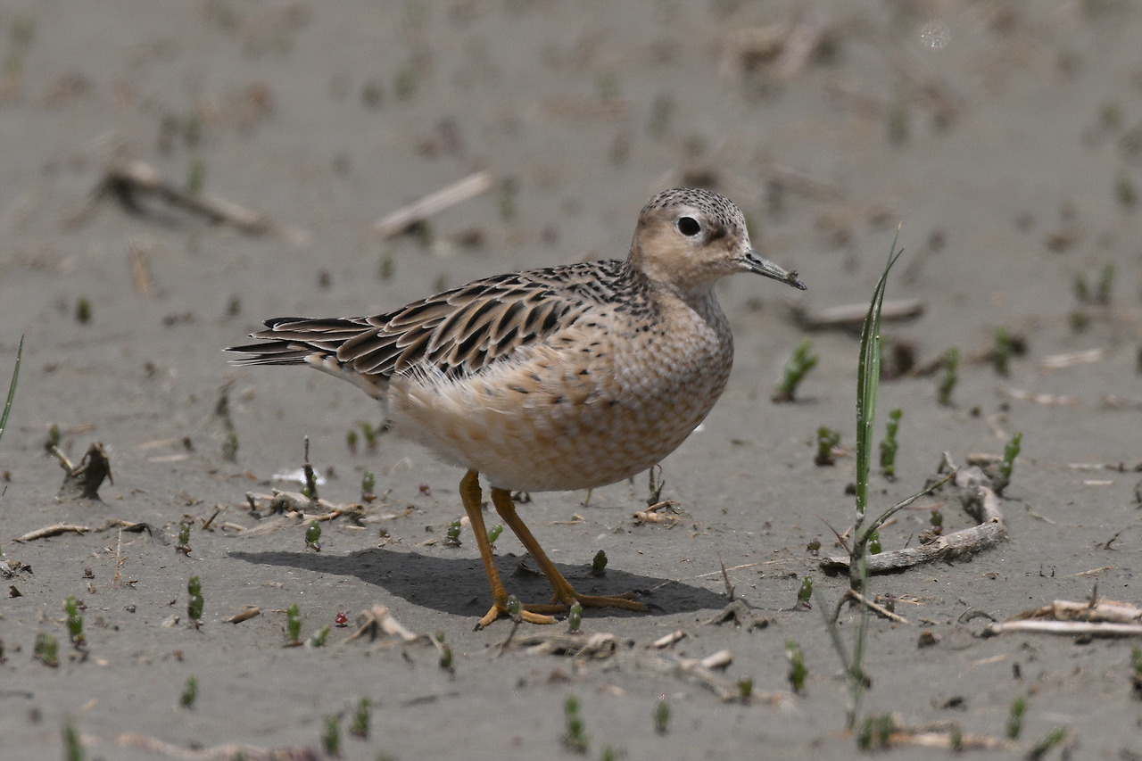 DSC_7547 누른도요 화성.jpg