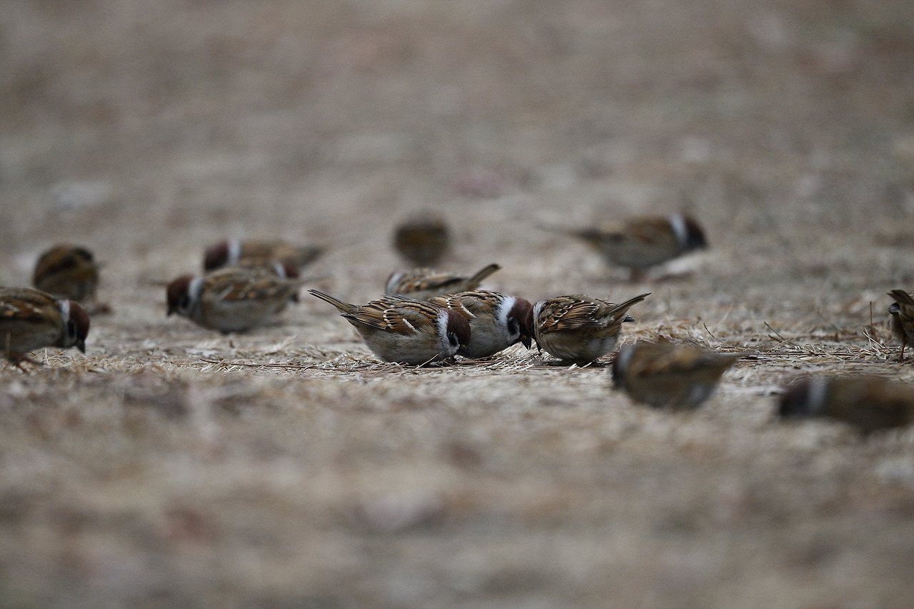 참새 무리.jpg