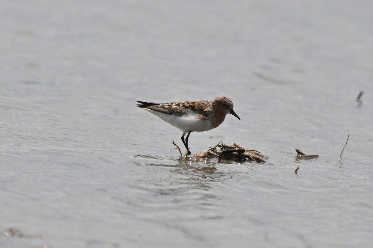 DSC_9385 붉은갯도요 화성.jpg