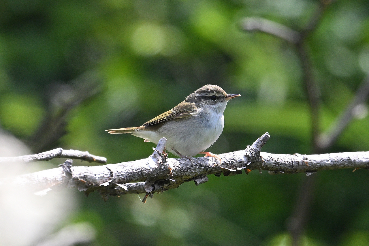 12일 솔새DSC_2068.jpg