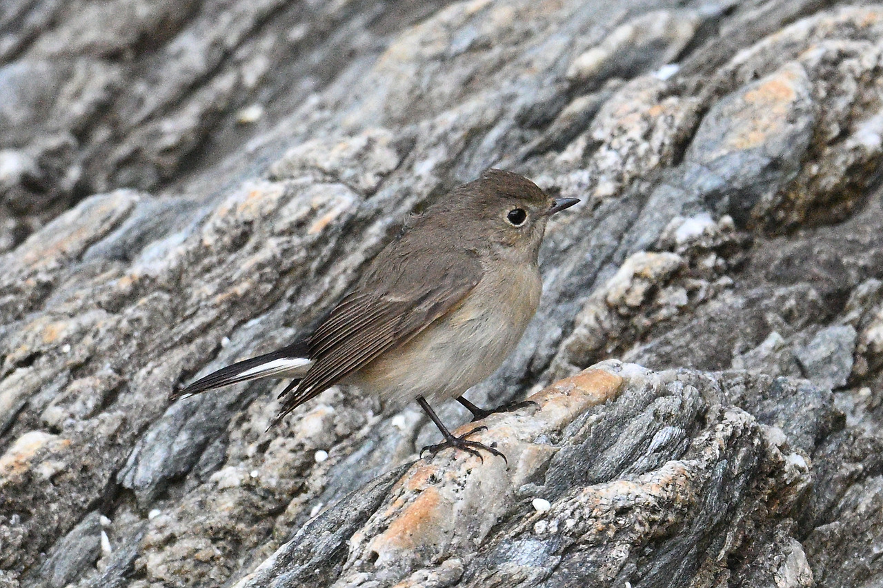 11. 붉은가슴흰꼬리닥새3.jpg