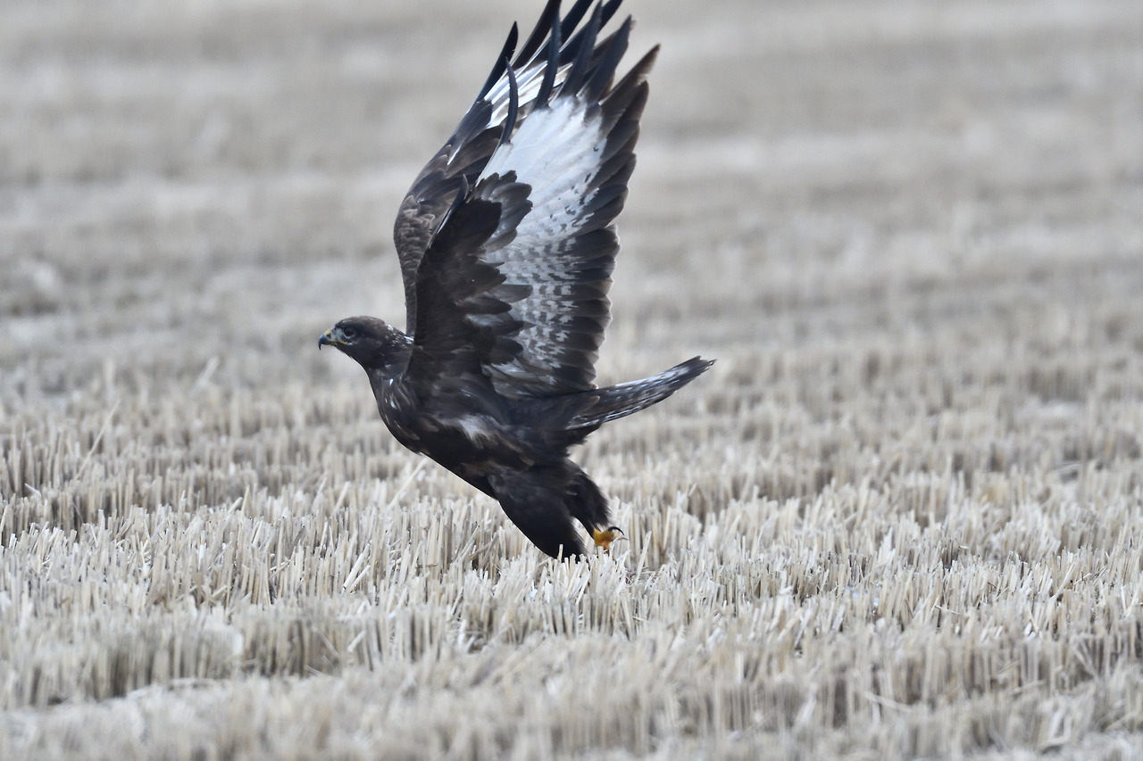 큰말똥가리 적색형2.jpg
