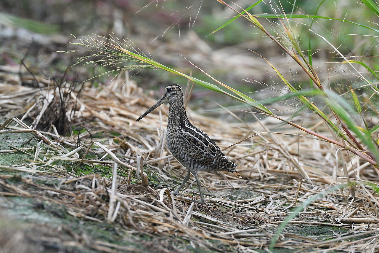 DSC_5658_00001 바늘꼬리도요 공릉천.jpg
